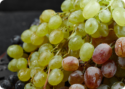 Descubra o Mundo das Uvas: Mais de 10 Mil Espécies!